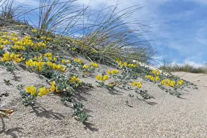 Legume Prints: Southern bird's-foot trefoil (Lotus creticus) flowering on sand dunes