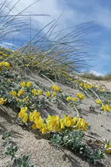 Legume Prints: Southern bird's-foot trefoil (Lotus creticus) flowering on sand dunes
