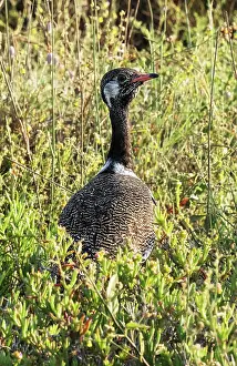 Scrubland Prints: Southern black bustard (Afrotis afra) female standing in thick scrub vegetation