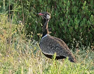Scrubland Prints: Southern black bustard (Afrotis afra) female walking through thick scrub vegetation