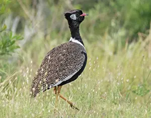 Scrubland Prints: Southern black bustard (Afrotis afra) male in full breeding plumage