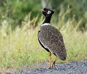 Scrubland Prints: Southern black bustard (Afrotis afra) male in full breeding plumage