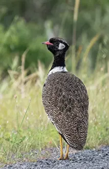 Scrubland Prints: Southern black bustard (Afrotis afra) male in full breeding plumage