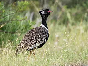 Scrubland Prints: Southern black bustard (Afrotis afra) male in full breeding plumage display posturing in scrub