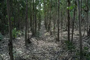 Myrtaceae Prints: Southern blue gum (Eucalyptus globulus) forest, Portugal. June