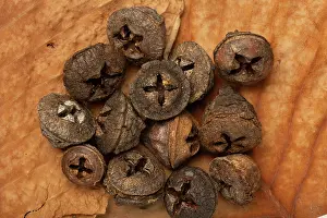 Myrtaceae Prints: Southern blue gum (Eucalyptus globulus) seeds pods