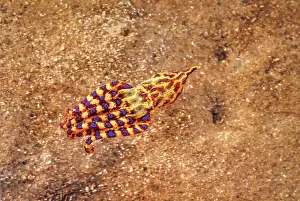 South Australia Prints: Southern blue ring octopus (Hapalochlaena maculosa) swimming over seabed, South Australia