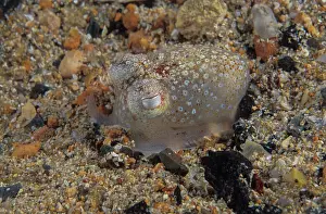 South Australia Prints: Southern bottletail squid (Sepiadarium austrinum) camouflaged on seabed