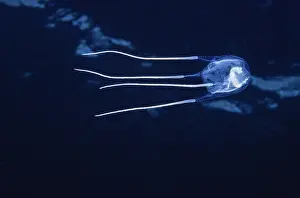 Southern box jellyfish (Carybdea rastonii) with a partially digested fish inside it, Wool Bay, South Australia, Pacific Ocean