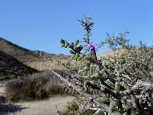 Almeria Prints: Southern boxthorn (Lycium intricatum) bush flowering among coastal sand dunes
