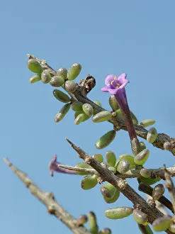 Almeria Prints: Southern boxthorn (Lycium intricatum) flower