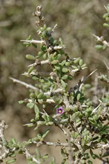 Spike Prints: Southern boxthorn (Lycium intricatum) flower