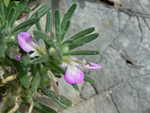Labiatae Prints: Southern bugle (Ajuga iva) flowering on coastal rock face, Corfu, Greece. May