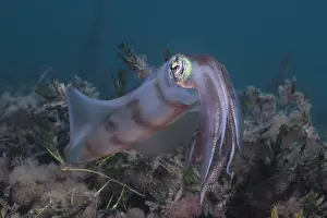 South Australia Prints: Southern calamari squid (Sepioteuthis australis) portrait