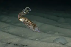 Loliginidae Prints: Southern calamari squid (Sepioteuthis australis) swimming over seabed