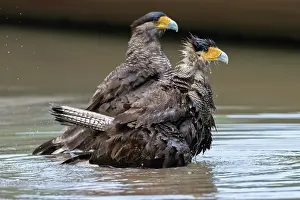 Wetland Prints: Two Southern cararcaras (Caracara plancus) bathing, Pampas del Yacuma, El Beni, Bolivia