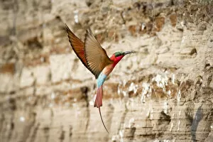 Southern Carmine bee-eater (Merops nubicoides) returning to nest hole in river bank
