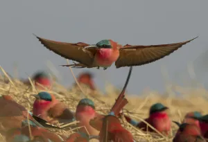 Southern carmine bee-eater (Merops nubicoides) flying over nesting colony on banks of