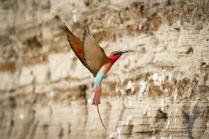 Meropidae Prints: Southern Carmine bee-eater (Merops nubicoides) returning to nest hole in river bank
