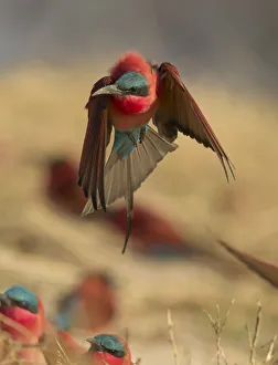 Colourful Bird Prints: Southern Carmine Bee-Eater (Merops nubicoides) taking off, Zambezi River, Namibia