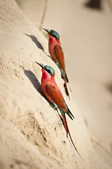 Meropidae Prints: Southern Carmine bee-eaters (Merops nubicoides) near nest holes on the banks of