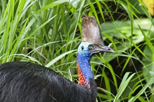 Images Dated 6th November 2010: Southern Cassowary (Casuarius casuarius) female in rainforest, Moresby Range NP, Queensland