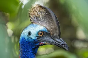 Vulnerable Collection: Southern cassowary (Casuarius casuarius) Bali Bird Park, Denpasar, Bali, Indonesia