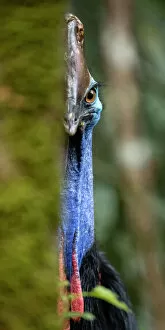 July 2021 Highlights Gallery: Southern cassowary (Casuarius casuarius), adult male with chicks keeping a wary eye