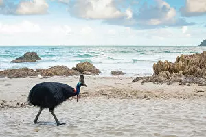 Walking Gallery: Southern cassowary (Casuarius casuarius) walking on beach, Etty Bay, Queensland, Australia