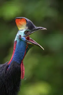 Cassowary Prints: Southern cassowary (Casuarius casuarius) calling, Fakfak, West Papua, New Guinea
