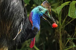 Fruit Prints: Southern cassowary (Casuarius casuarius) feeding on a native fig tree fruit