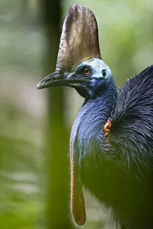 Southern cassowary (Casuarius casuarius), female, walking through rainforest
