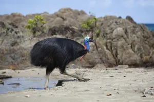 Southern Cassowary (Casuarius casuarius) female on beach, Moresby Range NP, Queensland