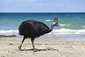 Southern Cassowary (Casuarius casuarius) female on beach, Moresby Range NP, Queensland
