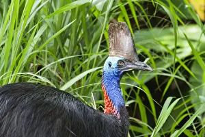 Southern Cassowary (Casuarius casuarius) female in rainforest, Moresby Range NP, Queensland