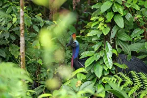 Habitat Prints: Southern cassowary (Casuarius casuarius) among forest foliage