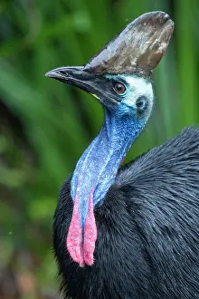 Cassowary Prints: Southern cassowary (Casuarius casuarius) head portrait