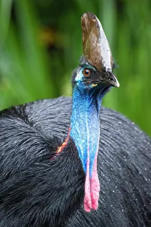 Cassowary Prints: Southern cassowary (Casuarius casuarius) head portrait