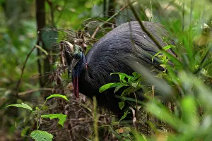 Cassowary Prints: Southern cassowary (Casuarius casuarius) juvenile