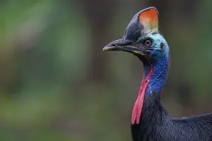 Cassowary Prints: Southern cassowary (Casuarius casuarius) portrait