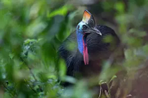 Cassowary Prints: Southern cassowary (Casuarius casuarius) portrait
