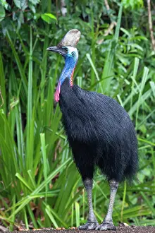 Cassowary Prints: Southern cassowary (Casuarius casuarius) portrait