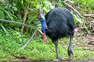 Cassowary Prints: Southern cassowary (Casuarius casuarius) portrait