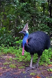 Cassowary Prints: Southern cassowary (Casuarius casuarius) portrait