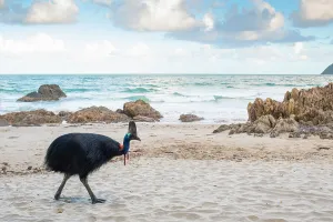 Southern cassowary (Casuarius casuarius) walking on beach, Etty Bay, Queensland, Australia