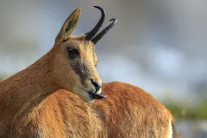 Southern chamois (Rupicapra pyrenaica) male, Picos de Europa, Spain, August Southern chamois (Rupicapra pyrenaica) male, Picos de Europa, Spain, August