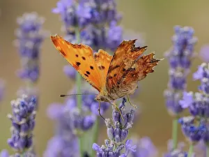 Fourfooted Butterfly Prints: Southern comma butterfly (Polygonia egea) resting on Lavender (Lavandula sp)