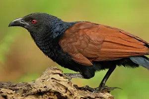 Southern coucal (Centropus parroti) portrait, Thattekad Bird Reserve, Kerala, India