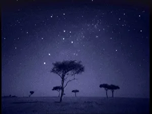 The Southern Cross star constellation shining above Ballenites trees in Masai Mara, Kenya