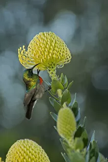 Images Dated 2nd June 2019: Southern double-collared sunbird (Cinnyris chalybeus), male nectaring on Pincushion protea